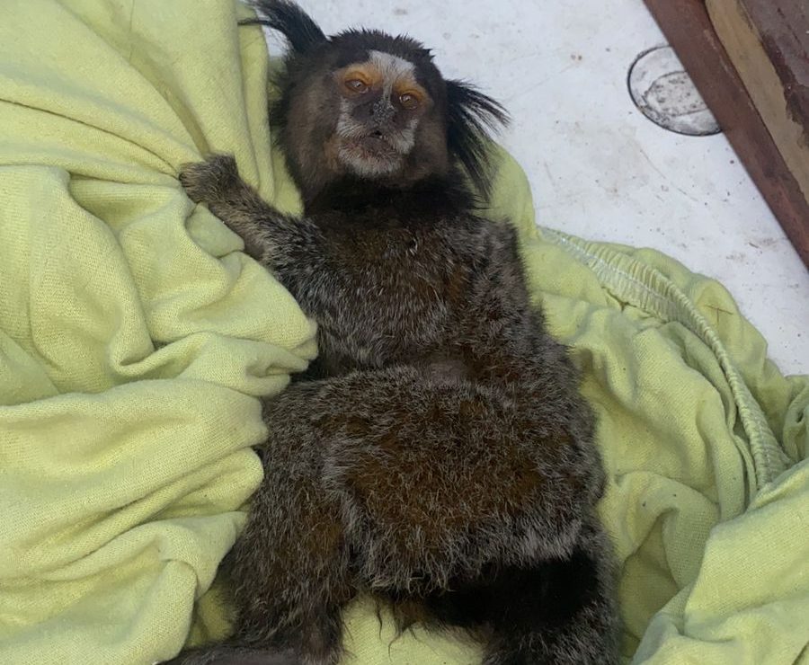 Mico ferido por choque elétrico é resgatado no Centro de Maricá