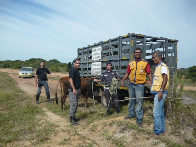Maricá reforça fiscalização e cria regras para apreensão de animais soltos nas ruas