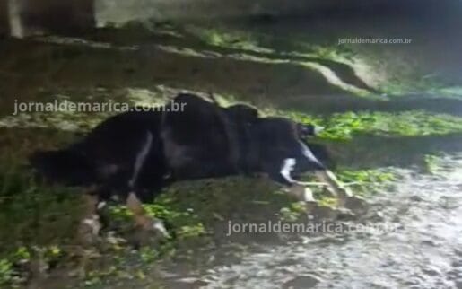 Cavalo morre ao tocar em fiação caída no Silvado; moradores cobram providências